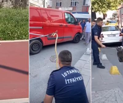 İstanbulda yürüyüş parkurunda yılan alarmı Ekipler harekete geçti