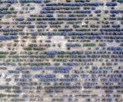 Edirne’de ‘Lavanta Tarla Günleri’ başladı