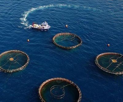 Doğu Karadeniz’den beş ayda 70 milyon dolarlık su ürünü ihracatı