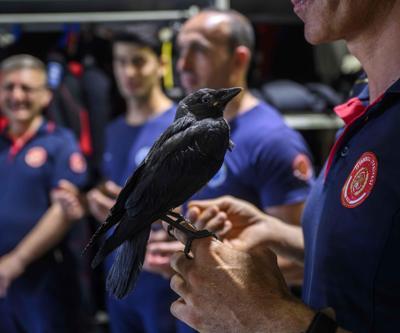 Yavruyken kurtarıldı, büyüyünce bırakmadı: İşte itfaiye ekibinin kanatlı üyesi Zeytin
