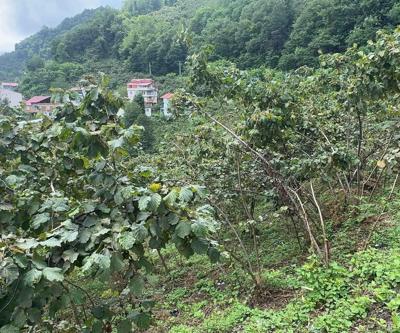 Doğu Karadeniz’den 6 ayda 1,4 milyar dolarlık fındık ihracatı