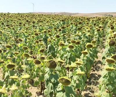Ayçiçeği tarlalarında son durum ne Dönümden yaklaşık 100 kilogram kayıp var