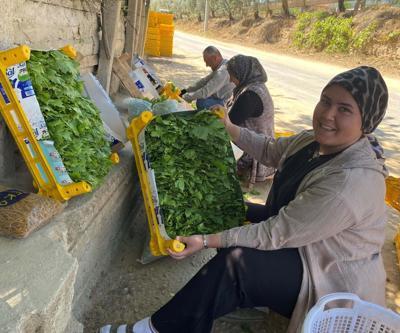 Alaşehir’de yaprak mesaisi başladı: Üreticiye erken kazanç kapısı