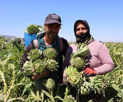 Sağlığa Faydası Say Say Bitmiyor... Yeşil Elmas Aydında Üretiliyor, Yurdun Dört Bir Yanına Gönderiliyor