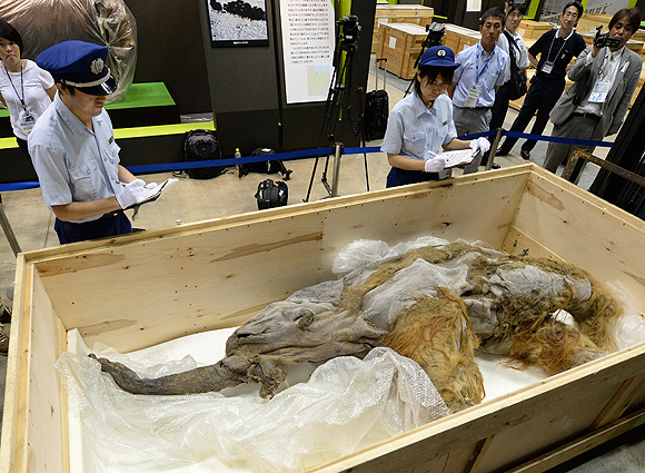 39 bin yıllık mamutun Japonya yolculuğu