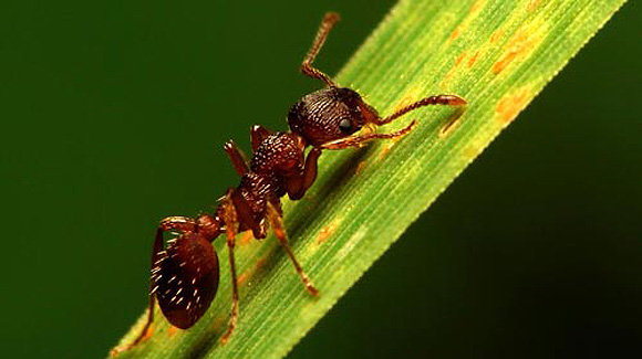İstilacı karıncaların dünyayı işgal planı