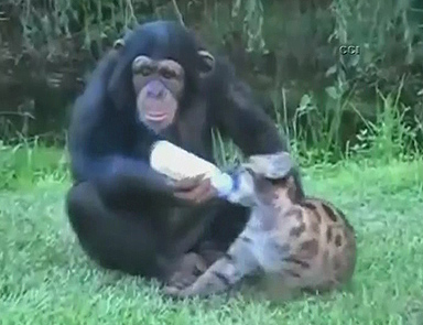 Bakın şu şempanzenin yaptıklarına
