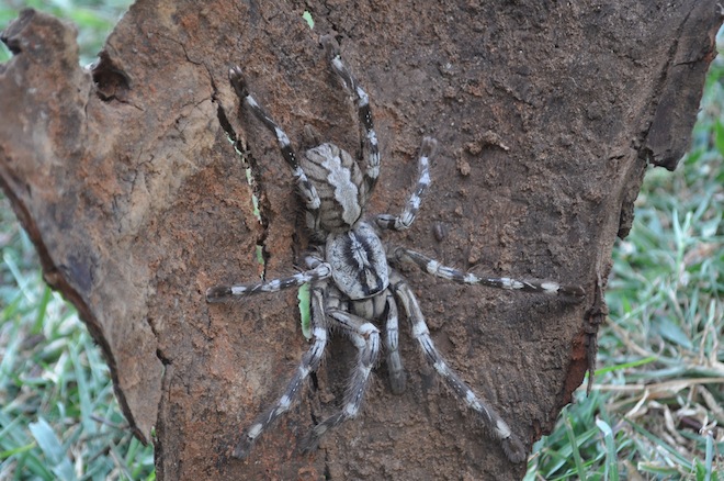 Sri Lankada dev tarantula bulundu