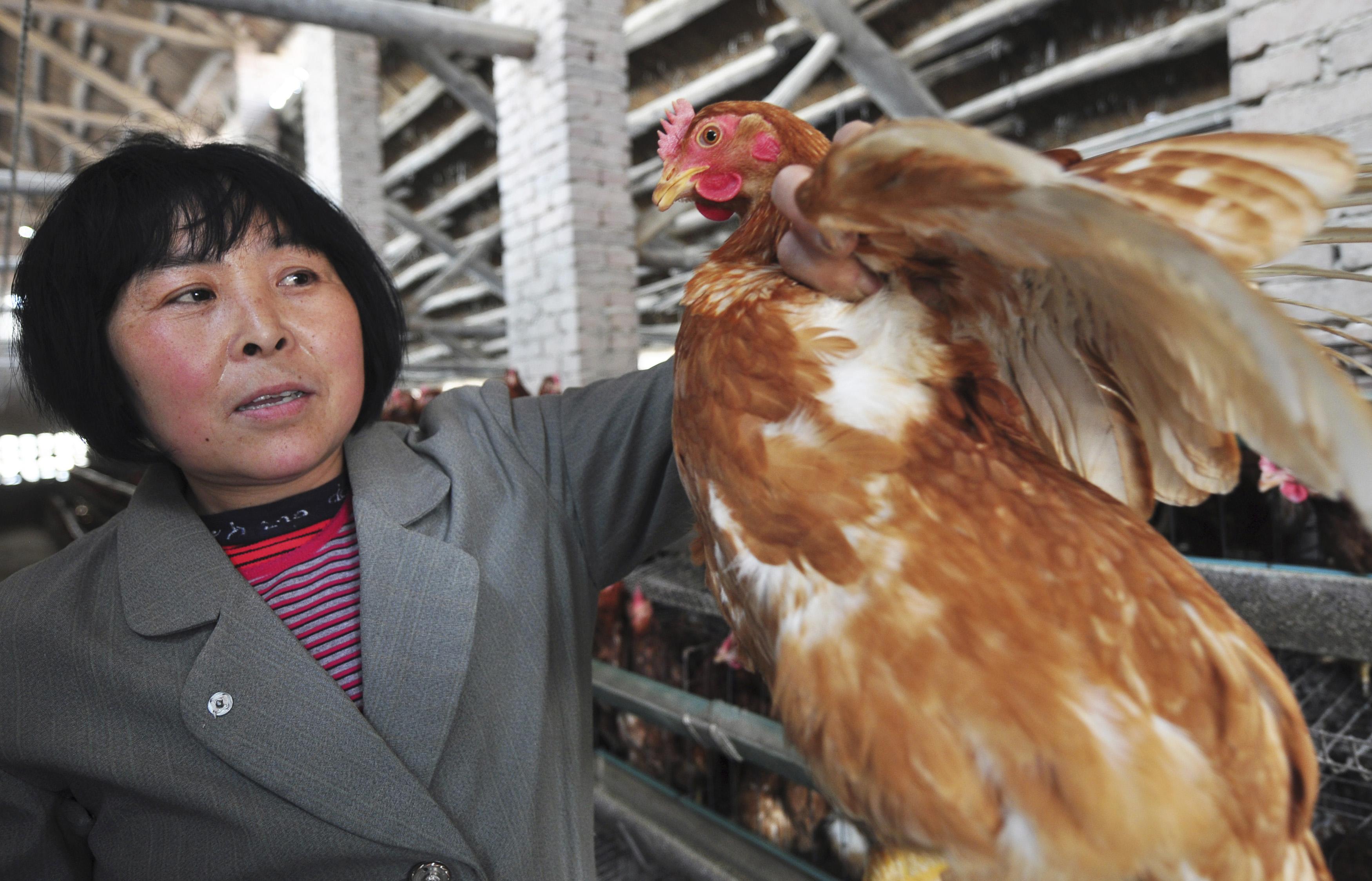 Çinde kuş gribi tehdidi sürüyor
