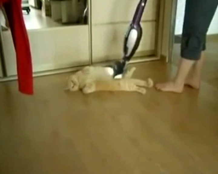 Kedinin ilginç temizlik keyfi
