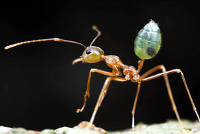 Karıncalar düşmanlarını hatırlıyor