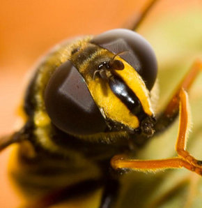 Zombiye dönüşen bal arıları