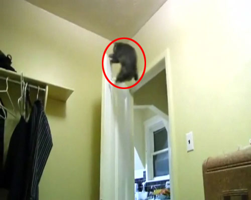 Ninja kedi fareyi böyle yakaladı
