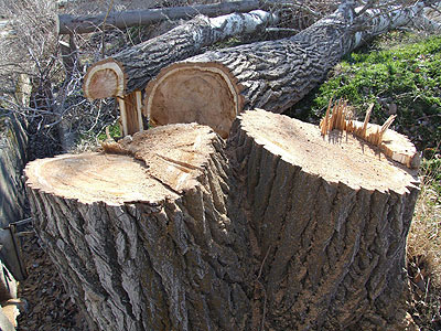 Genişletme çalışması için ağaç katliamı