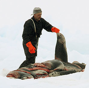 Kanadada fok avı başladı