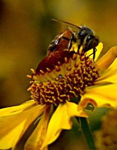 Arı sokması durumunda ne yapılmalıdır