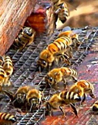 Arı sokmasına karşı nasıl tedbir alınmalıdır