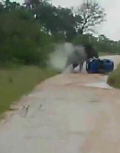 Kızgın fil turistlerin aracına böyle saldırdı