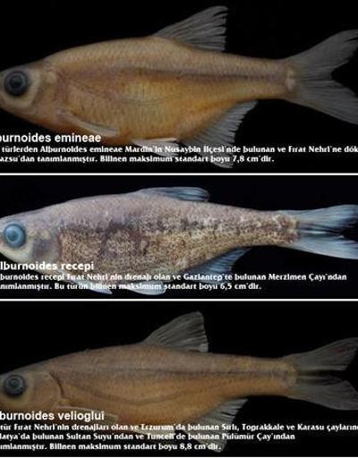 RTEÜ 3 yeni balık türü keşfetti