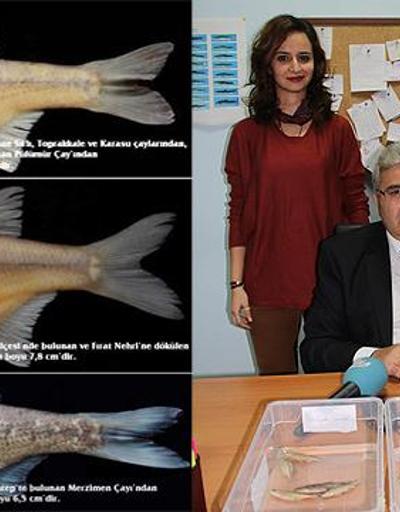 RTEÜ 3 yeni balık türü keşfetti