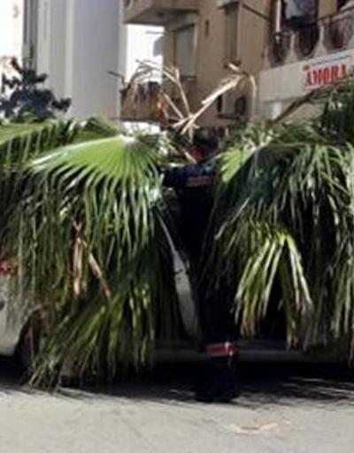 Önlem alınmadan kesilen ağaç, otomobil üzerine devrildi