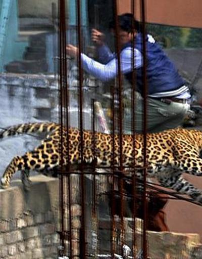 Şehre inen leopar önüne gelene saldırdı