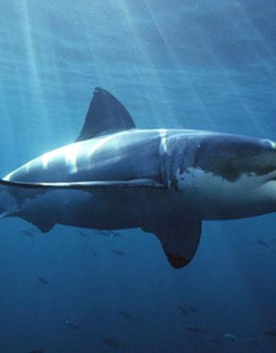 Avustralyada köpekbalığı öldürdü
