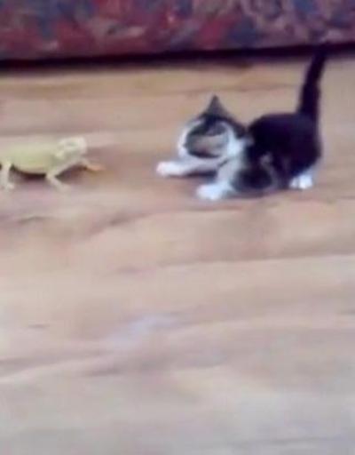 İguanalar mı yaman, yavru kedi mi