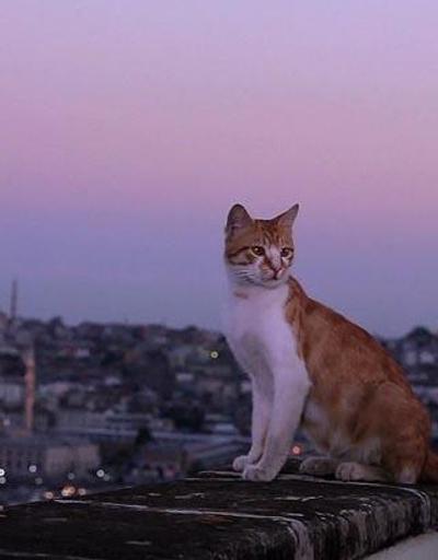 İstanbulda Dokuz Canlı Kediler