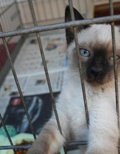Ankaranın yeni başkanı Tuna: Pet shoplarda hayvan satışı yasaklanmalı
