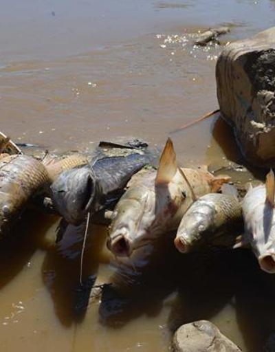 Gediz Nehrinde toplu balık ölümleri