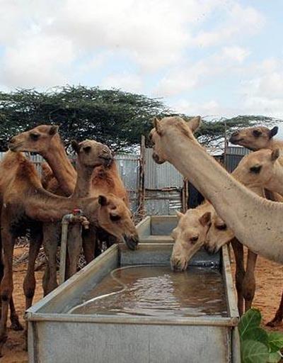 Ramazanda susuzluğun ilacı: deve sütü