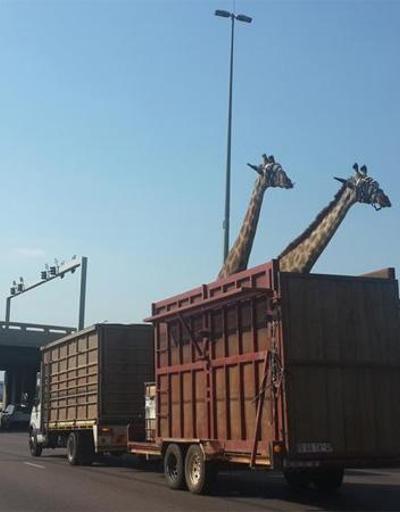 Kamyonla taşınan zürafa kafasını köprüye çarparak öldü