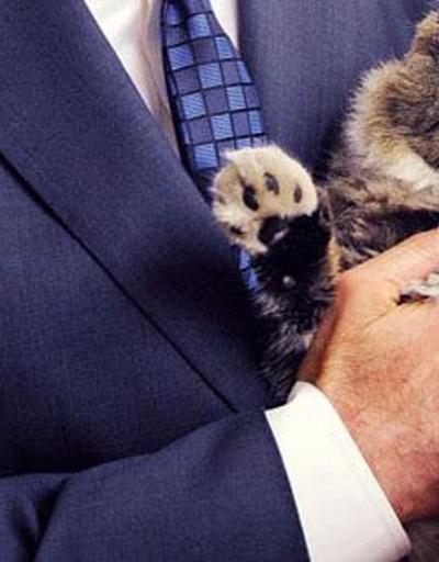 Seçimde trafoları CHPnin kedisi Şero koruyacak