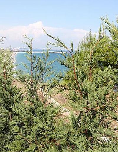 Antalyada kadınlar plajına ağaçlı kamuflaj..