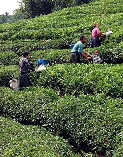 Yaş çay üreticilerine kilogram başına 12 kuruş destek
