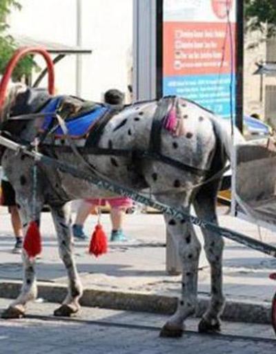 Antalyada yağlı boyalı at skandalı