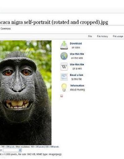Maymunun çektiği selfienin kaderi belli oldu