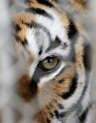 WWF: Vahşi yaşam yok oluyor