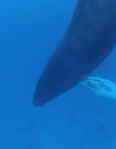 Kambur balinalar nasıl uyur