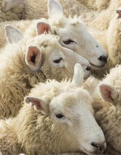 Koyunlara yıllarca haksızlık edilmiş