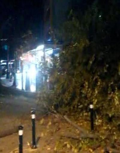Tramvay durağında ağaç devrildi