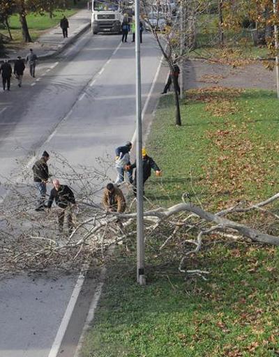 Yalova Tonami Meydanında 180 ağaç kesildi