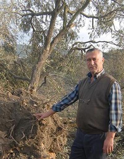 Katledilen 6 bin 666 ağacı koruma görevi Yırca köylüsüne verildi