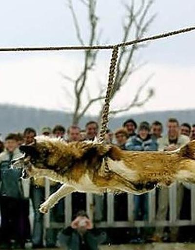 Dünyanın farklı bölgelerinden hayvanlara yapılan 18 yasal işkence