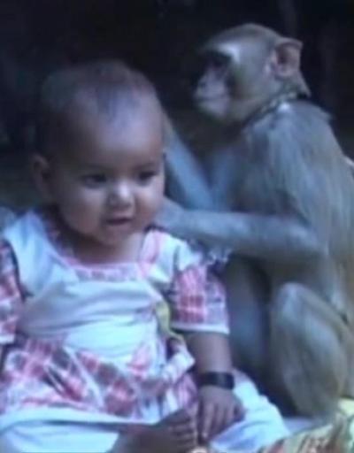 Maymun küçük kızı evlat edindi