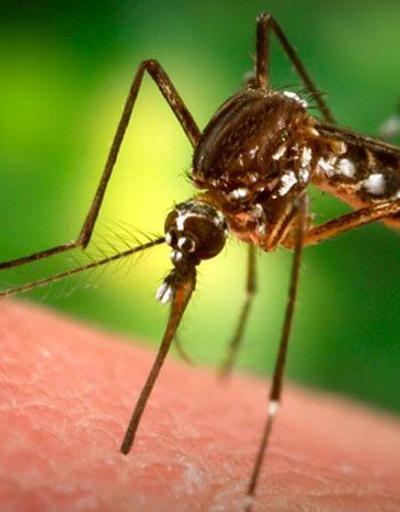Böcek öldürücülere dirençli süper sivrisinek