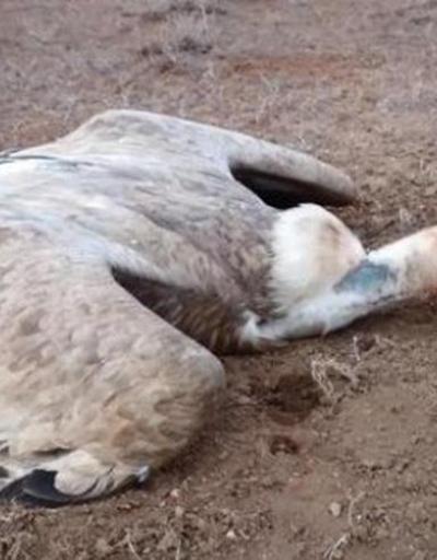 Iğdır Tuzluca kuş cennetinde Akbaba katliamı