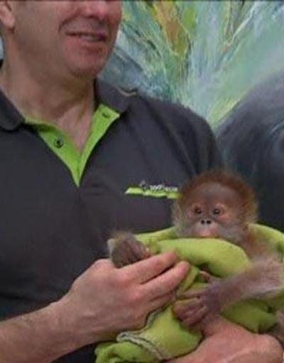 Annesinin reddettiği bebek orangutan herkesin gözdesi