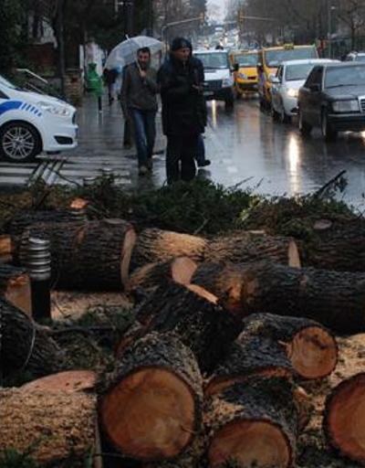 Bağdat Caddesinde 2 ağaç devrildi